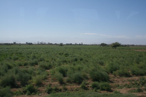 esparragosramosspaans