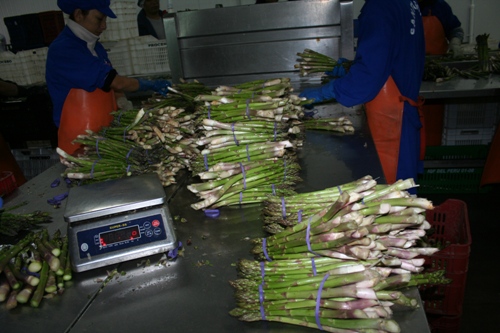 pesandoelproductoramosspaans